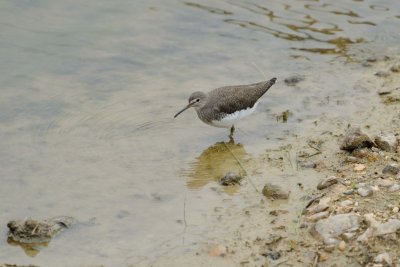 Chevalier culblanc - Green Sandpiper - Tringa ochropus