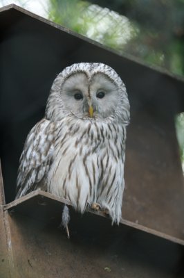 Chouette lapone - Great Grey Owl - Strix nebulosa