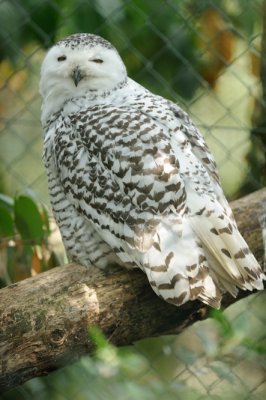 Harfang des neiges - Snowy Owl - Bubo scandiacus