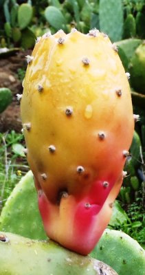 Cactus fruit