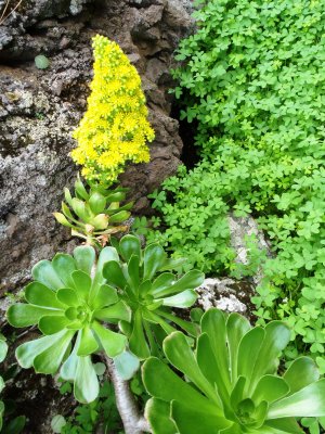 Yellow flower