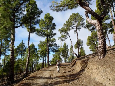 Forest road