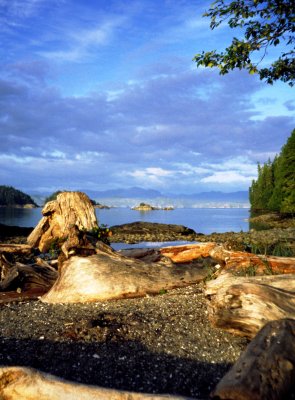 Driftwood