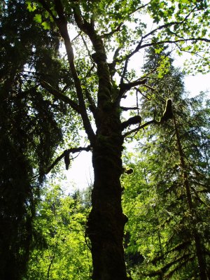 Moss covered tree