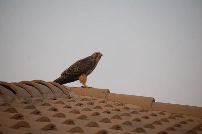 hawk on neighbour's roof