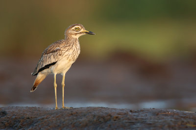 Birds of The Gambia
