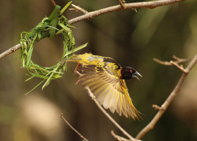 Birds of The Gambia