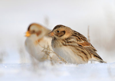 Lapland Bunting (and Snow Bunting)