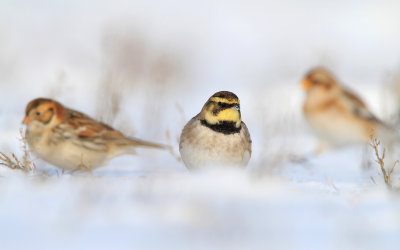 Shore Lark (Lapland Bunting and Snow Bunting)