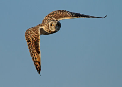 Short-eared owl