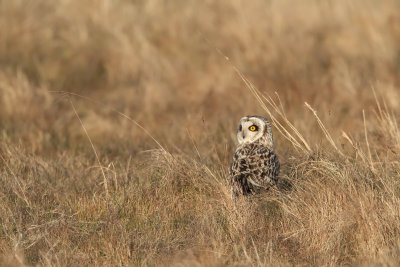 Short-eared owl