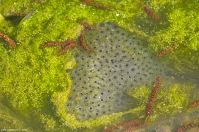 Frog jelly