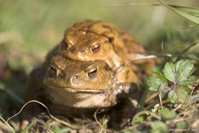 Frogs