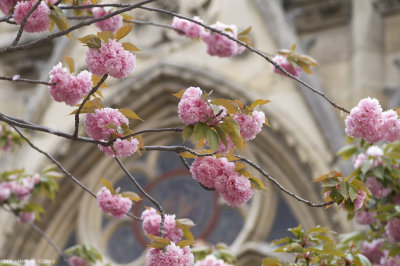 Notre Dame