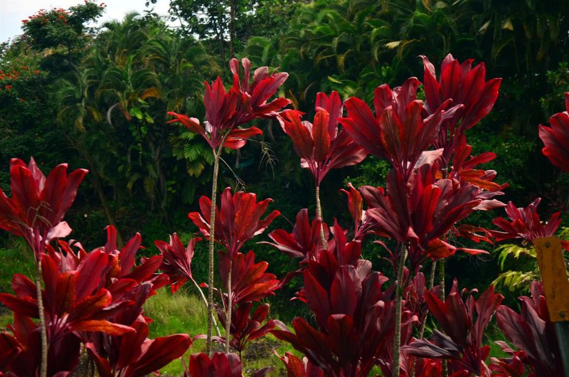 Beautiful flowers in abundance in the rain forest