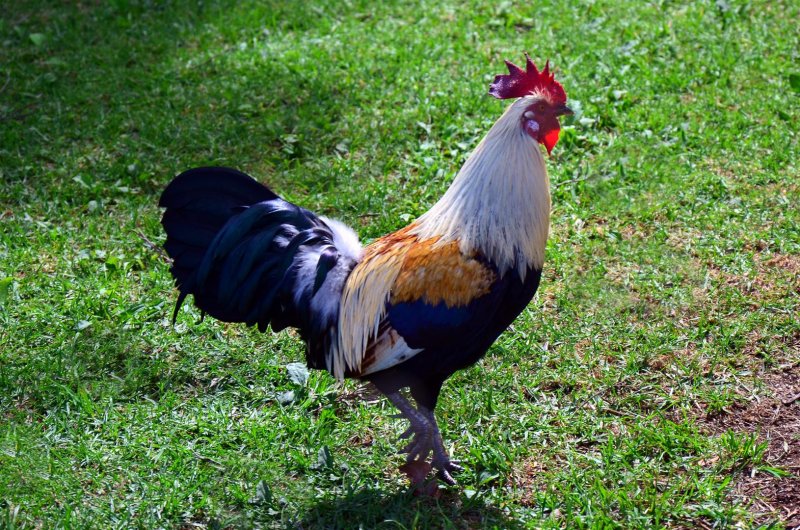 Another beautiful GameCock running free photo Pete Pantsari photos at