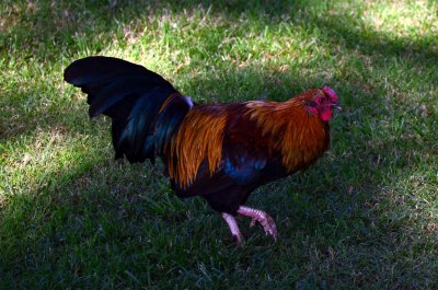 As a USC GameCock, I was happy to see live ones roaming free