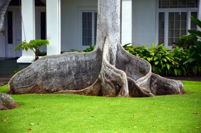 Strange roots of the Chinese Banyan Tree
