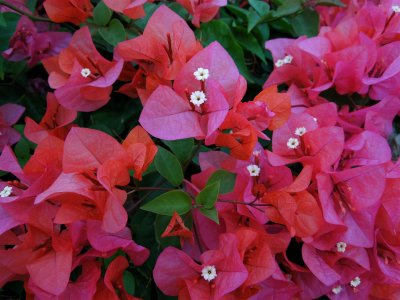 Bougainvillea grow in abundance 