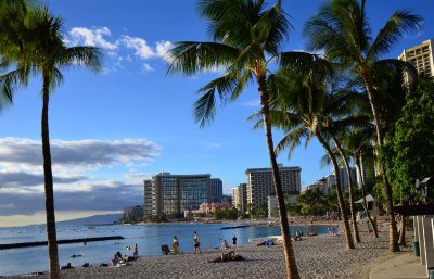 Royal Palms all along Waikiki Beach
