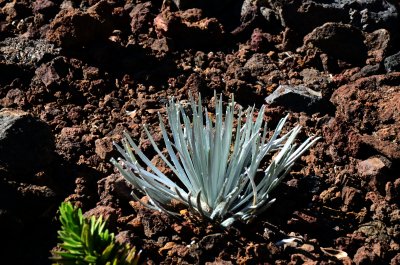 Silver Sword plant which grows above 7000 ft on Haleakala