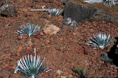 Silver Sword plant which grows above 7000 ft on Haleakala
