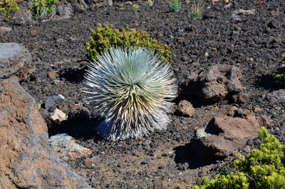Silver Sword plant which grows above 7000 ft on Haleakala