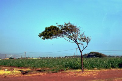 A new sugar cane field