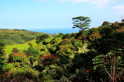 Lush vegetation in the rain forest on the Hana Highway