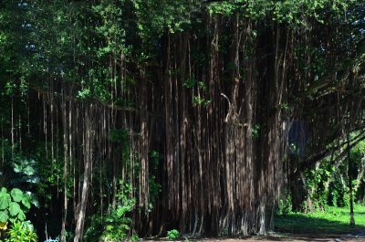 Huge Banyan Tree