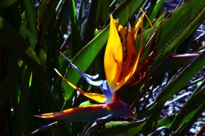 Bird of Paradise
