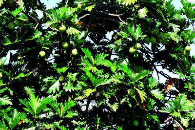 Bread Fruit Tree