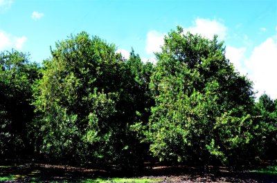 Macadamia Nut Trees