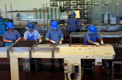 Packaging chocolate-covered Macadamia Nuts