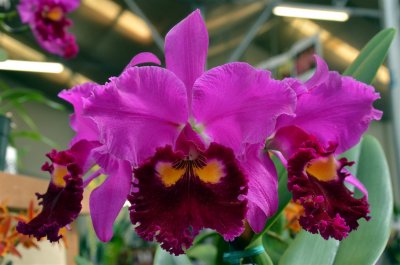 Orchid at Akatsuka Orchid Gardens