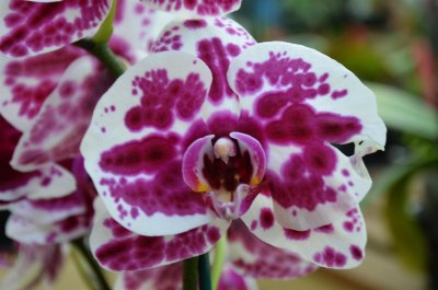 Orchid at Akatsuka Orchid Gardens