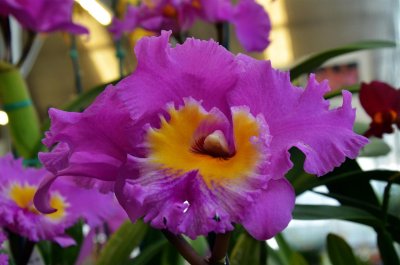 Orchid at Akatsuka Orchid Gardens