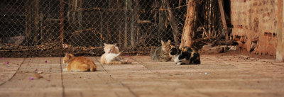 Chats Marrakech1.jpg