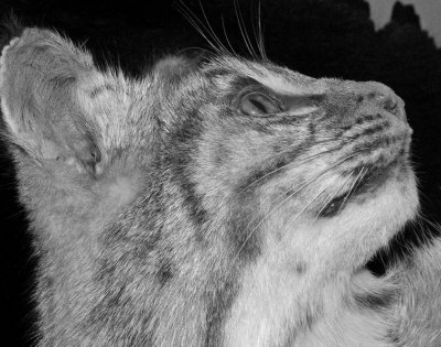 Bobcat Black and White