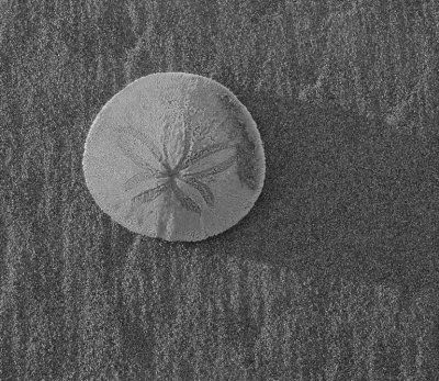 Sand Dollar Black and White