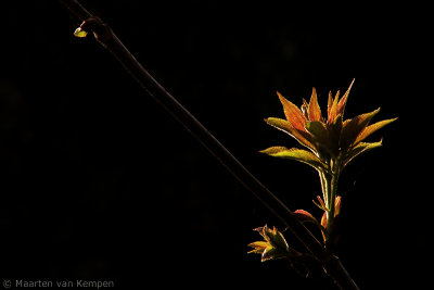 Black elderberry <BR>(Sambucus nigra)