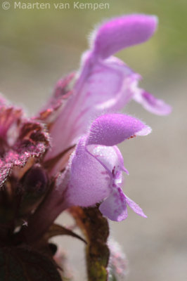 Red dead-nettle (Lamium purpureum)