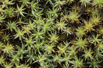 Juniper haircap (Polytrichum juniperinum)