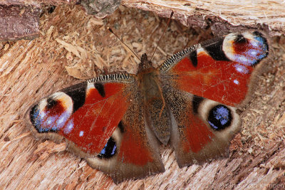 Peacock butterfly (Inachis io)