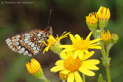 Heath fritillary (Melitaea athalia)