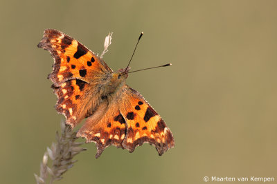 Comma butterfly (Polygonia c-album)