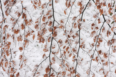 Snow curtain