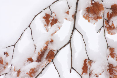 Snow covered leaves