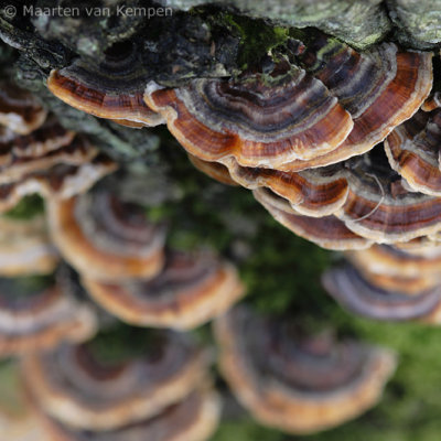 Turkey tail (Trametes versicolor)