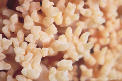 Upright coral (Ramaria stricta)